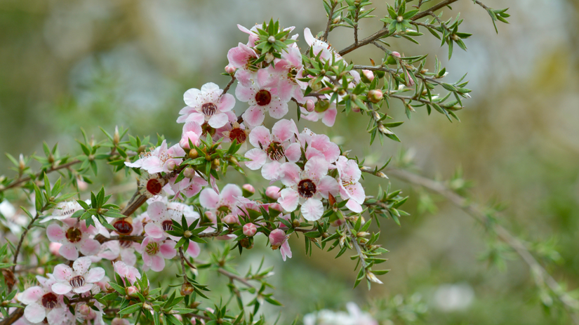 Leptospermum scoparium