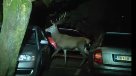 Safari medzi panelákmi: Obytné zóny navštevujú v Ružomberku jelene, skúsenosti majú aj s medveďmi