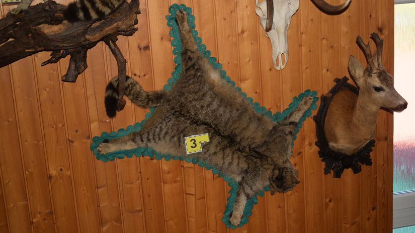 polícia, nelegálna zbierka, preparáty zvierat,...