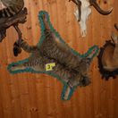 polícia, nelegálna zbierka, preparáty zvierat, chránené živočíchy,