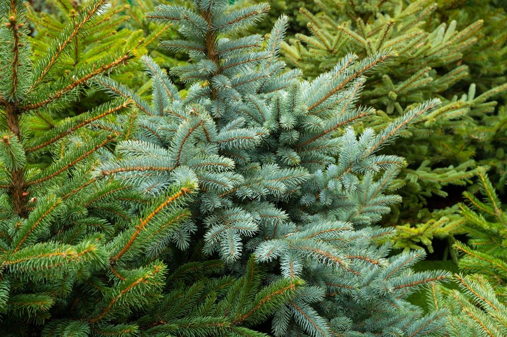 Zelený - smrek obyčajný, striebristý - smrek...