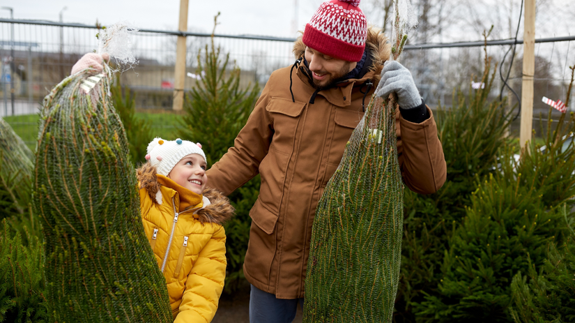 strom, stromček, vianočný stromček,
