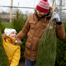strom, stromček, vianočný stromček,