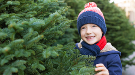 stromček, vianočný stromček, kúpa stromčeka,