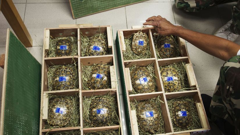 Thailand Wildlife Trafficking