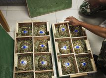 Thailand Wildlife Trafficking