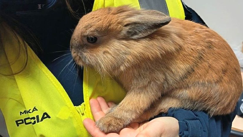 Zajačik, ktorého odchytili pred pár dňami,...
