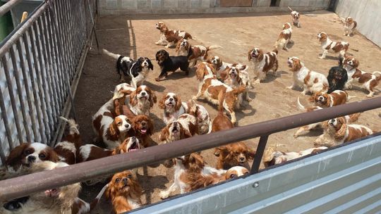 Vyše 800 psov. Polícia vykonala najväčší zásah proti nelegálnemu množeniu psov