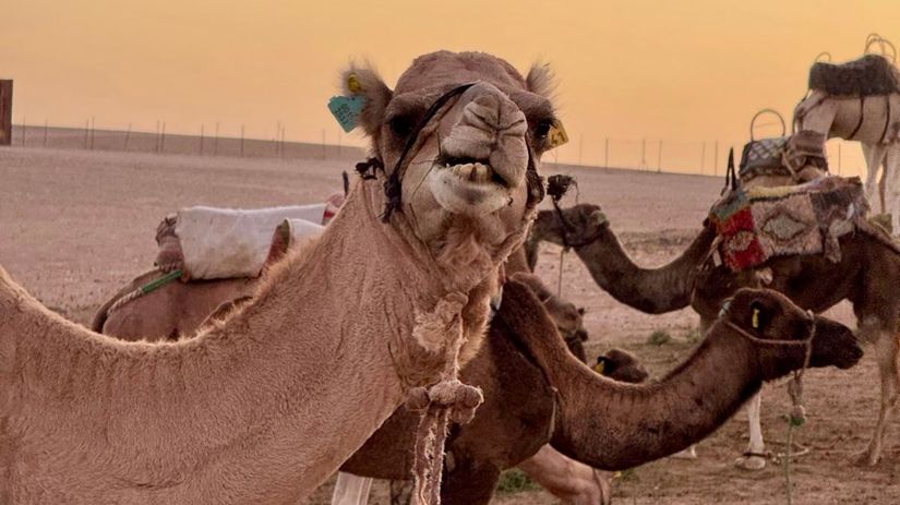 Ťava na púšti Agafay.