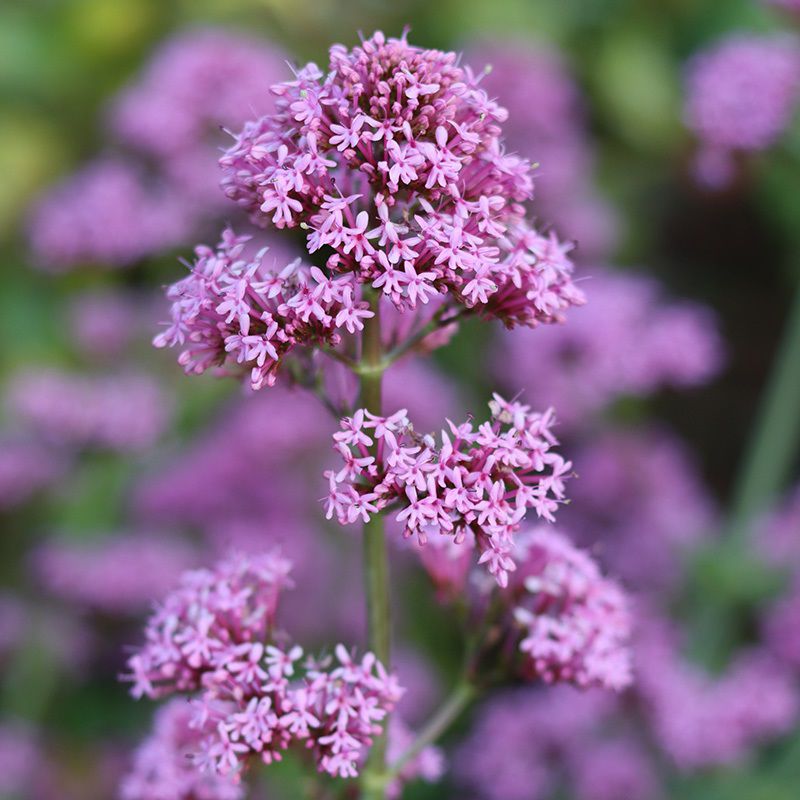 Valeriána sa tradične používa na podporu...