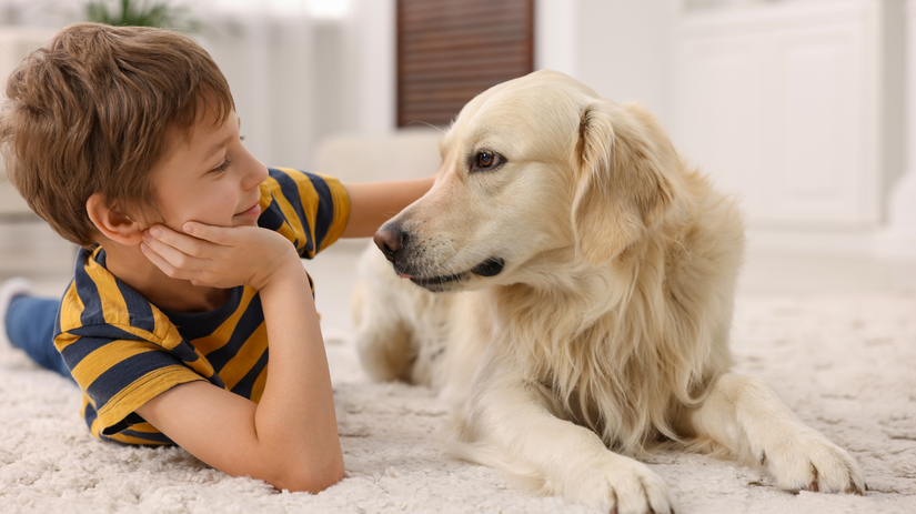 pes, zlatý retríver, chlapec,