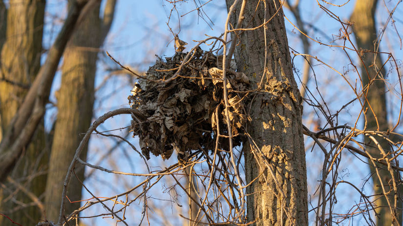 veverica, veverička, hniezdo, 1863724867
