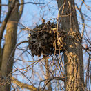 veverica, veverička, hniezdo, 1863724867