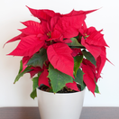 Vianočnej ruži opadávajú listy a usychá pred očami? 5 dôvodov, prečo zhynie už krátko po kúpe