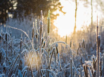 zimná krajina, západ slnka, sneh, mráz, tráva, rákos, 1889050234