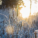 zimná krajina, západ slnka, sneh, mráz, tráva, rákos, 1889050234