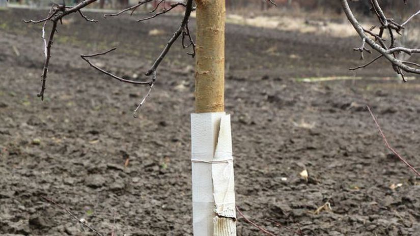 Ochrana kmeňa pred zverou je dôležitá najmä pri...