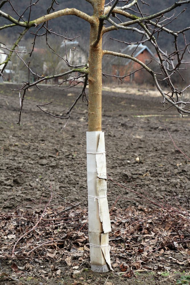 Ochrana kmeňa pred zverou je dôležitá najmä pri...