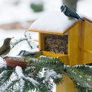 prikrmovanie vtákov, vtáky v zime, kŕmidlo, prikrmovanie,