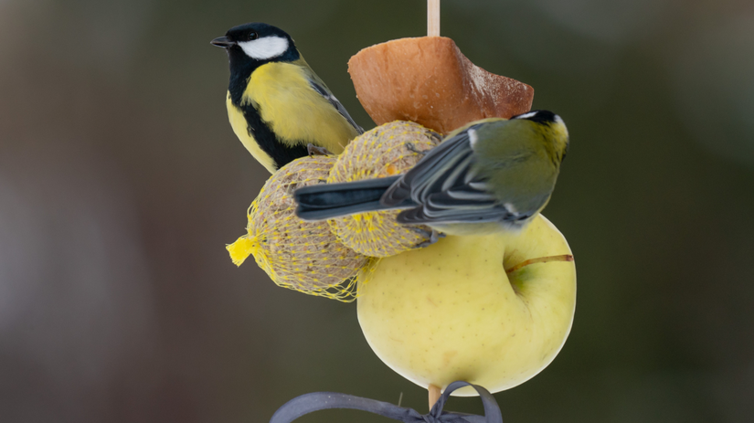 Takto to vyzerať nemá. Problémom sú lojové gule...