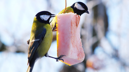 Takto má vyzerať bezpečné prikrmovanie vtákov