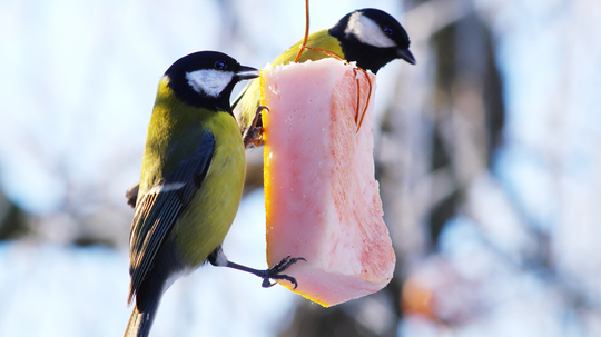 Nesolený, neúdený surový bravčový tuk je...
