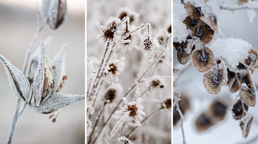 To, čo v zime pôsobí zanedbane, je často len...