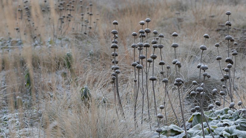 Suché nadzemné časti trvaliek nie sú v zime...