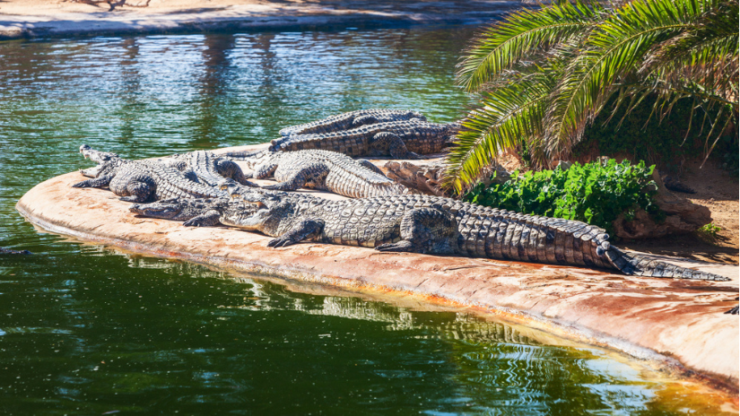 Krokodília farma, atrakcia na tuniskom ostrove...
