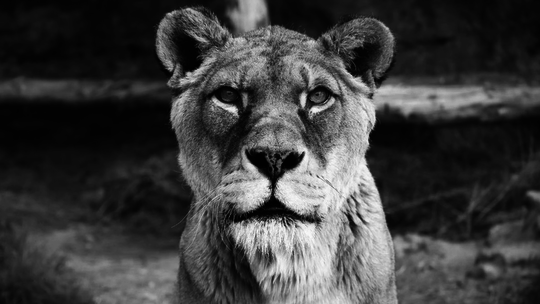 Nechceli jej predlžovať bolesti. Bojnická zoo pristúpila k eutanázii levice Giny, dožila sa úctihodného veku