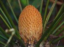 Starodávne rastliny nevoňajú ani nekvitnú....