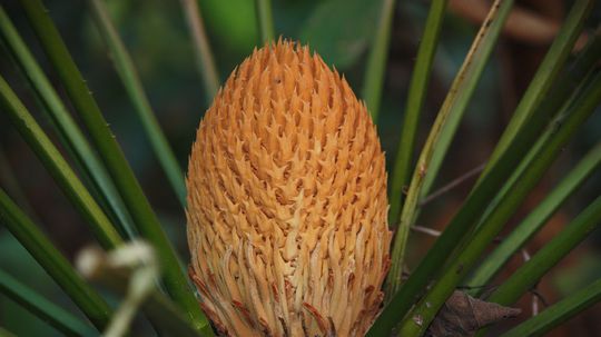 Starodávne rastliny nevoňajú ani nekvitnú. Hmyz zvádzajú na opeľovanie teplom