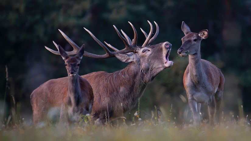 Divé zvieratá z Považského Inovca očami...