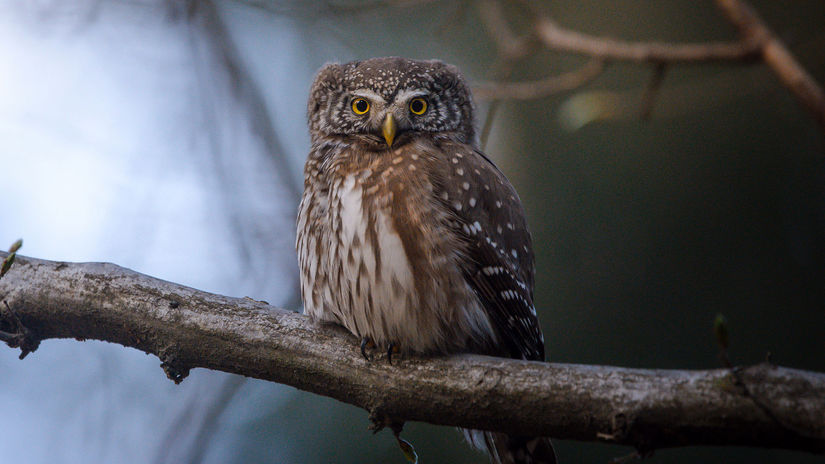 Divé zvieratá z Považského Inovca očami...
