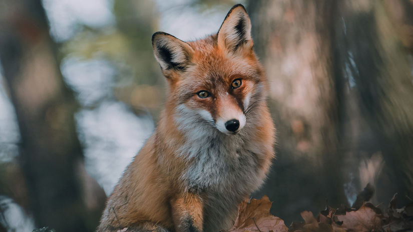 Divé zvieratá z Považského Inovca očami...