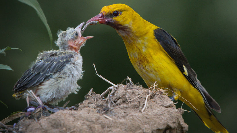 Divé zvieratá z Považského Inovca očami...