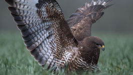 Divé zvieratá z Považského Inovca očami...