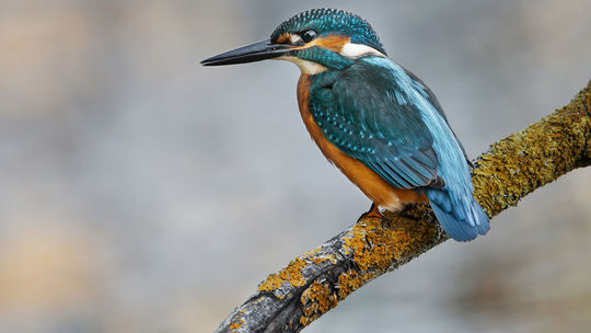 Divé zvieratá z Považského Inovca očami...