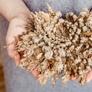 nepravá ruža z Jericha