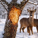 zver, zima, poškodenie, ovocné stromy, ohryz, NEPOUŽÍVAŤ