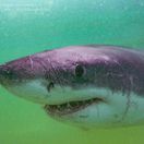 Hrozný osud nezvestnej triatlonistky. Očitý svedok opísal strašidelný pohľad na more