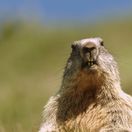 Divoke Slovensko s NM 2