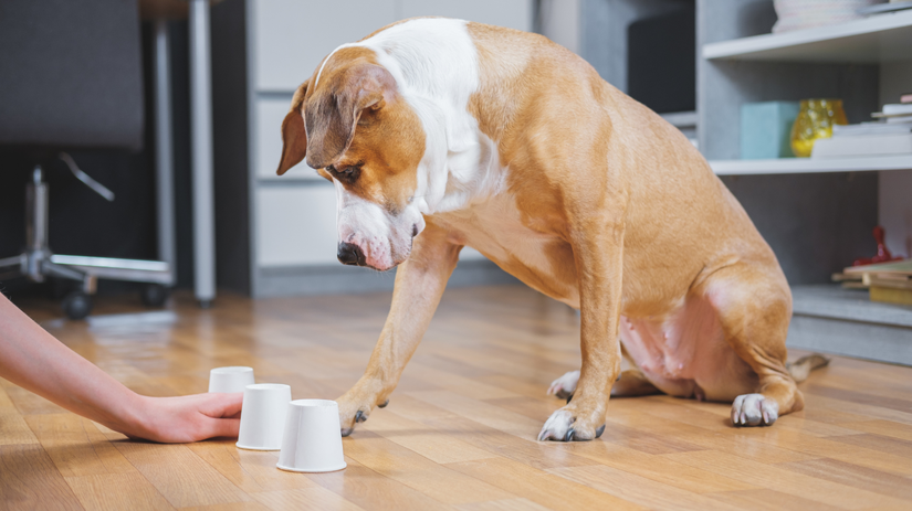 Riešenie jednoduchého problému ukazuje, že psy...