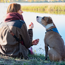 pes, výcvik, žena,