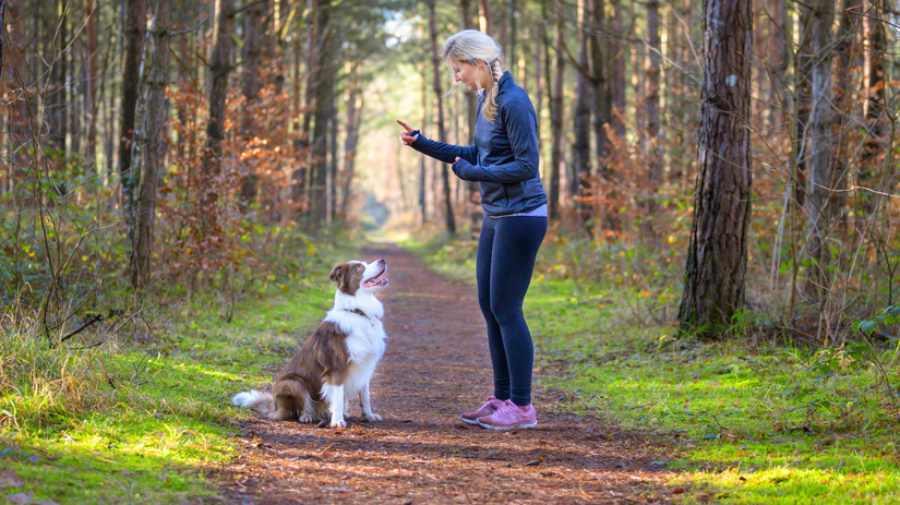 Kooperatívne psy boli po generácie šľachtené...