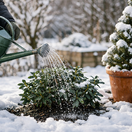 zalievanie, polievanie, zima, krhla, vždyzelený ker, krušpán, NEPOUŽÍVAŤ