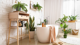 izbové rastliny, izbovky, kúpeľňa,