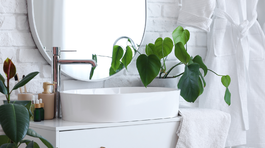 izbové rastliny, izbovky, kúpeľňa,