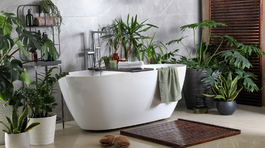 izbové rastliny, izbovky, kúpeľňa,