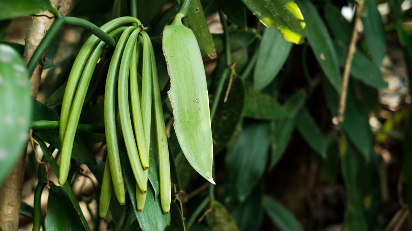 Vanilka voňavá - tobolka